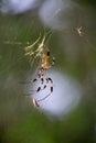 Macro of a Nephilidae spider on the web Royalty Free Stock Photo