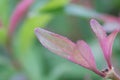 Macro of new plant shoots grow.