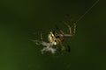 Macro newly hatched young Caucasian spider Araneus