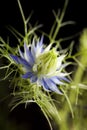 Macro of Nigella damascena