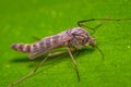 A non-biting Midge rests on a leaf