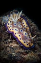 Macro nudibranc creatures underwater Royalty Free Stock Photo