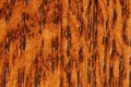 Macro of Oak Wood Grain Royalty Free Stock Photo