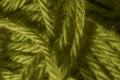 Macro Olive Green Yarn Wool Texture Background