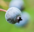 Macro of one Fresh blueberry in nature