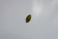 Macro of hulled kernel of pumpkin seed Royalty Free Stock Photo