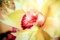 Macro one Orchid closeup of a bouquet of three orchids beautifully decorated on wooden background concept birthday flowers