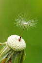 Macro of one seed of dandelion