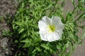 Macro of white flower of evening primrose in June Royalty Free Stock Photo