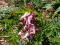 Macro of opened and long shaped cluster of pink flowers of flowering plant wild or fringed bleeding-heart, turkey-corn Dicentra Royalty Free Stock Photo