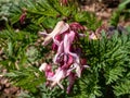 Macro of opened and long shaped cluster of pink flowers of flowering plant wild or fringed bleeding-heart, turkey-corn Dicentra Royalty Free Stock Photo