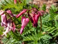 Macro of opened and long shaped cluster of pink flowers of flowering plant wild or fringed bleeding-heart, turkey-corn Dicentra Royalty Free Stock Photo