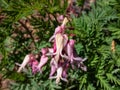 Macro of opened and long shaped cluster of pink flowers of flowering plant fringed bleeding-heart (Dicentra Royalty Free Stock Photo