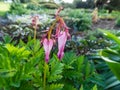 Macro of opened and long shaped pink flowers of flowering plant wild or fringed bleeding-heart, turkey-corn Dicentra eximia with Royalty Free Stock Photo