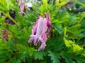 Macro of opened and long shaped pink flowers of flowering plant wild or fringed bleeding-heart, turkey-corn Dicentra eximia with Royalty Free Stock Photo