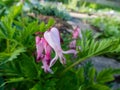 Macro of opened and long shaped pink flowers of flowering plant wild or fringed bleeding-heart, turkey-corn Dicentra eximia with Royalty Free Stock Photo