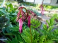 Macro of opened and long shaped pink flowers of flowering plant wild or fringed bleeding-heart, turkey-corn Dicentra eximia with Royalty Free Stock Photo