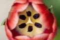 Macro opened tulip petal red with stamen for wallpaper Royalty Free Stock Photo