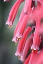 Macro of Orange aloe variegata flowers.