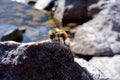Macro Orange Belted Furry Bumblebee Royalty Free Stock Photo