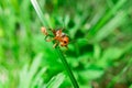 Macro of the orange black bug looking to camera Royalty Free Stock Photo
