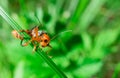 Macro of the orange black bug looking to the camera Royalty Free Stock Photo