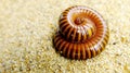 Macro of orange and brown millipede on sand. Royalty Free Stock Photo