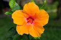 Macro of orange China Rose flower. Hibiscus Royalty Free Stock Photo