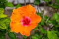 Macro of orange China Rose flower Royalty Free Stock Photo