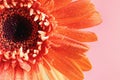 Macro of Orange Colored Gerbera Daisy Royalty Free Stock Photo