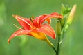 Macro of orange day-lily Royalty Free Stock Photo