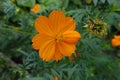 Macro of orange flower of Cosmos sulphureus Royalty Free Stock Photo