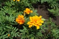 Macro of orange flower heads of Tagetes patula