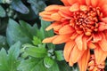 Macro of an orange garden mum inbetween leaves