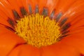 Macro of orange gazania flower