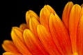 Macro Orange Gerbera Flower Head Royalty Free Stock Photo