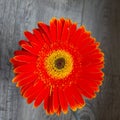 Macro orange herbera on a grey background Royalty Free Stock Photo