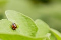 Macro Orange Ladybug close up on a green leaf Royalty Free Stock Photo