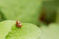 Macro Orange Ladybug close up on a green leaf Royalty Free Stock Photo