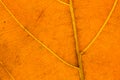 Macro orange leaf vein texture closeup.