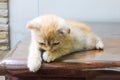 Macro orange little Persian cat looking forward on the table