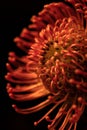 Macro of an orange ornamental pincushion flower Royalty Free Stock Photo