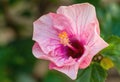 Macro of orange and pink China Rose flower Chinese hibiscus, Hibiscus rosa-sinensis , Hawaiian hibiscus , shoe flower Royalty Free Stock Photo