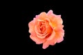 Macro of an orange pink rose blossom with droplets on black background Royalty Free Stock Photo