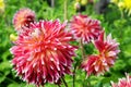 Macro of orange pink white Dahlia Royalty Free Stock Photo