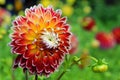 Macro of orange pink white Dahlia Royalty Free Stock Photo