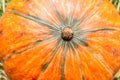 Macro orange pumpkin skin texture and background. Royalty Free Stock Photo