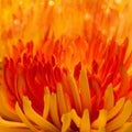 Macro orange-red flower Royalty Free Stock Photo