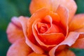 Macro of an orange rose Royalty Free Stock Photo