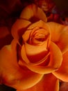 The orange rose close up Royalty Free Stock Photo